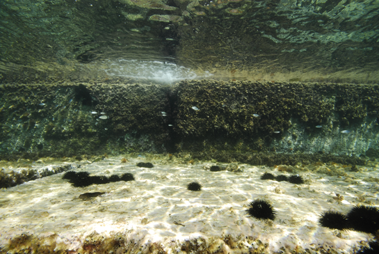 -1m. El ramoneo de los erizos,  principalmente el erizo negro (Arbacia lixula) y el erizo común (Paracentrotus lividus), limita el crecimiento de las algas al de especies coralinas incrustantes. Al fondo nada un grupo de obladas Oblada melanura. 