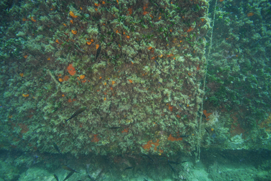 -8m. En la parte horizontal de los grandes escalones que forma la parte sumergida del muelle, los erizos,  principalmente el erizo negro (Arbacia lixula) y el erizo común (Paracentrotus lividus), limitan el crecimiento de las algas al de especies coralinas incrustantes. En las paredes verticales, menos iluminadas, de los escalones se desarrolla una comunidad más compleja. 