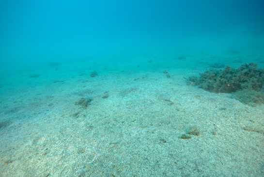 -10m. Una pradera de Posidonia oceanica rodea el muelle “El Titán” dejando un pequeño claro de fondo arenoso en la parte sur.