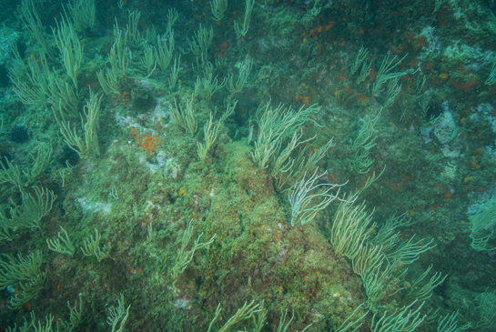 -9m. La gorgonia Eunicella singularis es mayoritaria en esta parte del transecto.