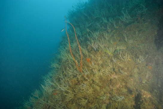 -20m. A esta profundidad aparece, en este transecto, el primer ejemplar de Ellisella praplexauroides.