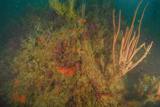 -24m. La densidad del bosque de Eunicella singularis disminuye con la profundidad, dando paso a un aumento de la gorgonia Paramuricea clavata. También se pueden observar otras especies de gorgonias de los géneros Eunicella y Leptogorgia.