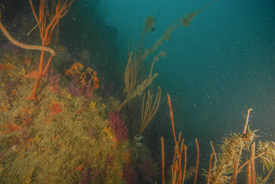 -27m. En la base de las gorgonias gigantes Ellisella praplexauroides se aprecia una colonia del briozoo Pentapora foliacea y varios ejemplares de la esponja amarilla Axinella damicornis.