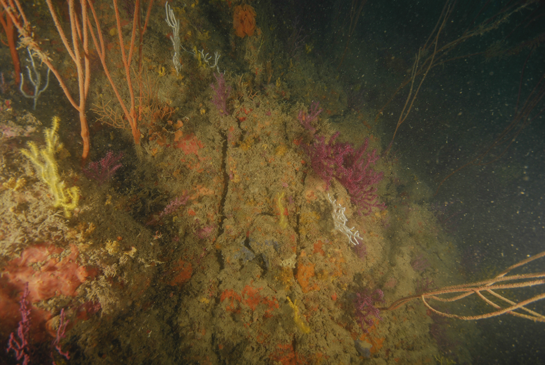 -28m. En la imagen se puede ver la variedad roja y amarilla de la gorgonia Paramuricea clavata junto a otras especies de gorgonias:  Eunicella singularis, Leptogorgia sarmentosa, Eunicella gazella  y Ellisella praplexauroides