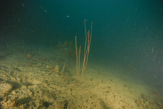 -32m. El fondo rocoso da paso a un fondo fangoso en donde pequeños afloramientos rocosos permiten la fijación de numerosos invertebrados.