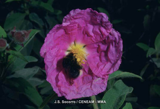 El amagante (Cistus symphytifolius), habita en los claros de los pinares de pino canario.