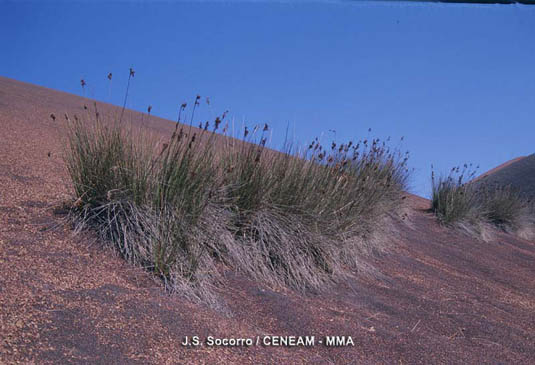 El junco (Juncus acutus) es una especie introducida. En Timanfaya aparece en lugares donde existan rocas porosas capaces de recoger la humedad ambiental.