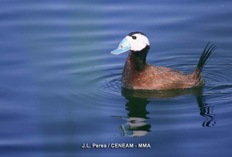 La malvasía (Oxyura leucocephala), es una especie escasa. En época de celo el pico de los machos aquiere un llamativo color azul para atraer a las hembras.