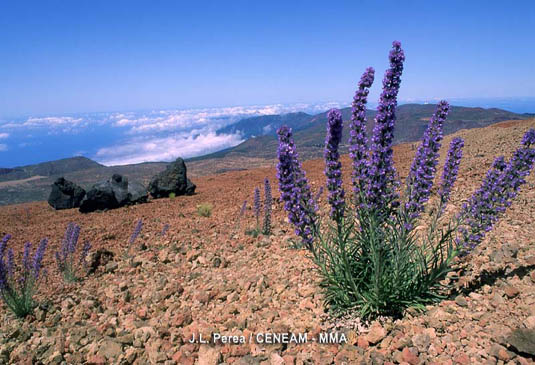 El tajinaste picante (Echium auberianum) es una planta amenazada muy escasa en el parque.