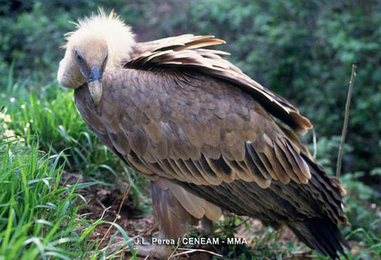 El buitre leonado (Gyps fulvus), vive en los cortados rocosos del parque nacional.