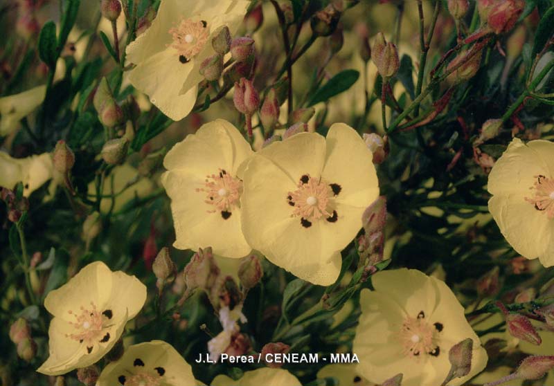 El jaguarzo blanco (Halimium halimifolium), crece sobre arenas estabilizadas y confiere al paisaje una tonalidad clara, que da nombre a unos de los ecosistemas del parque, el monte blanco.