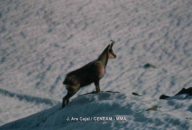 Las poblaciones de rebeco (Rupicapra pyrenaica), también conocido como isard, están estabilizadas y sirven de foco de dispersión a lugares cercanos al parque nacional.