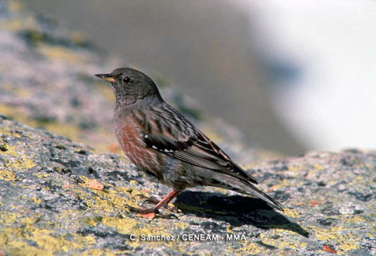 El acentor alpino (Prunella collaris), habita en las zonas de cumbres de Sierra Nevada, sobre todo, en roquedos y praderas.