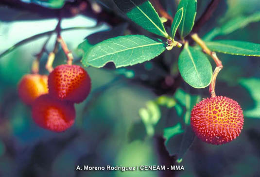 En las umbrías del parque podemos encontrar el madroño (Arbutus unedo).