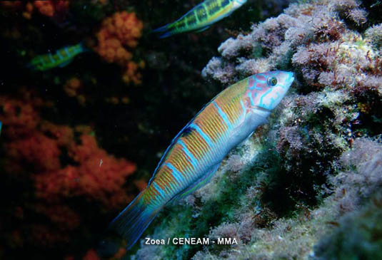 Hembra de pez verde (Thalassoma pavo). Las hembras son de mayor tamaño que los machos. Viven en los fondos rocosos y praderas de posidonia.