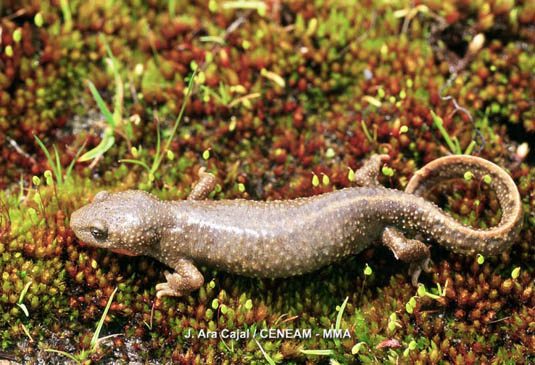 Tritón pirenaico (Calotriton asper). Especie endémica de los Pirineos se le encuentra en aguas limpias, sin mucha corriente y no muy profundas.