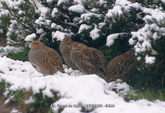 La perdiz pardilla (Perdix perdix), aparece normalmente en pastizales, claros del bosque y setos arbustivos.