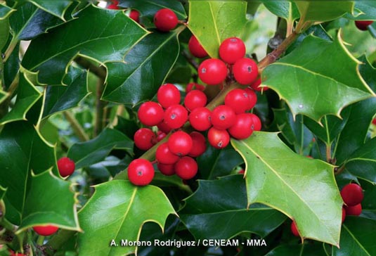 El acebo (Ilex aquifolium), resulta imprescindible para la supervivencia de muchos animales en invierno.