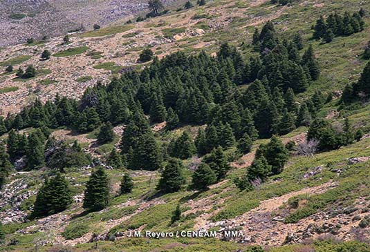 Los pinsapares constituyen una de las formaciones vegetales más singulares de la Península Ibérica debido a la importancia ecológica de su especie dominante (Abies pinsapo) y a su escasa extensión. En el Parque Nacional se encuentra el 72,5% de las masas de pinsapar que sobreviven hoy día. 