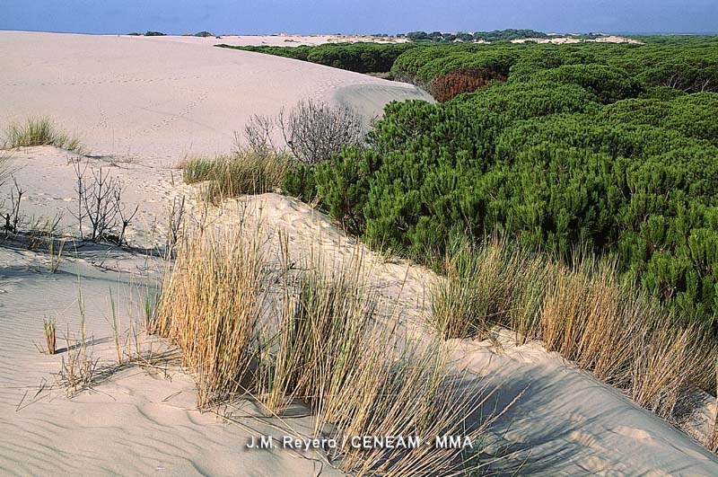 Doñana conserva uno de los pocos sistemas de dunas móviles existentes en la Península.