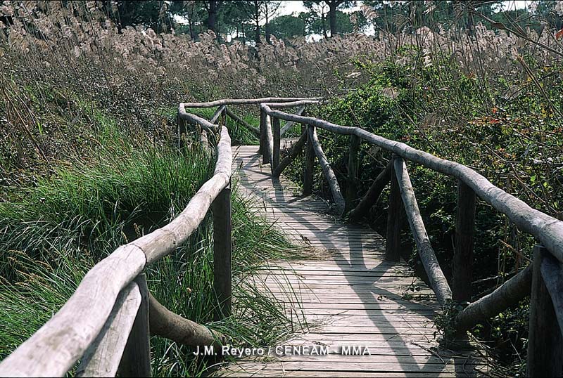 Doñana cuenta con numerosas pasarelas y observatorios, que permiten a los visitantes la observación de su fauna.