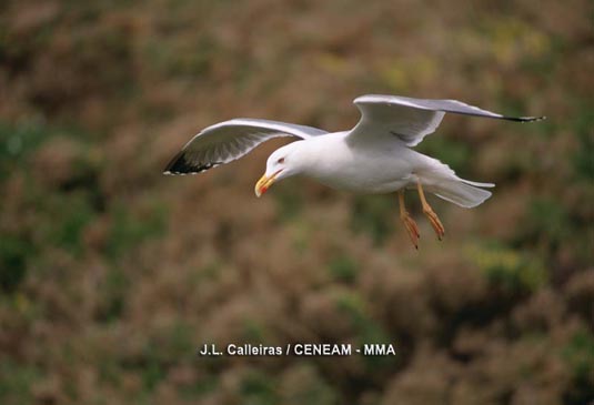 La gaviota patiamarilla (Larus michahellis) es el ave más abundante del parque. En primavera miles de parejas se reunen para criar en las laderas occidentales de las islas.