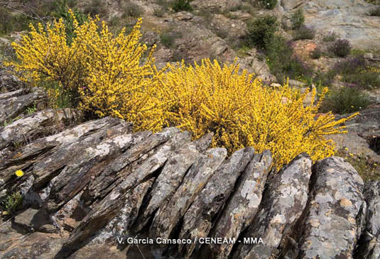 Roquedo y retamas de escobas (Genista polyanthos) en flor.