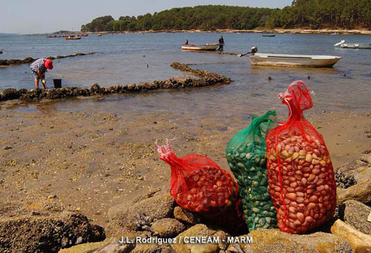 El marisqueo es una fuente de recursos económicos, para todos los habitantes del entorno. Se puede realizar en todos los archipiélagos del parque nacional.