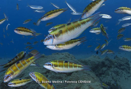 En el parque nacional también se protege una franja litoral, en la que  podemos observar, peces tan hermosos como el pez verde (Thalassoma pavo).