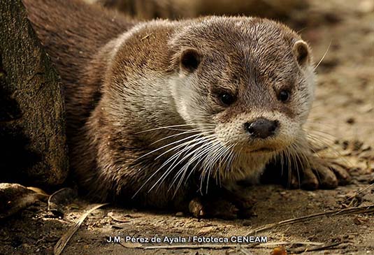 La nutria es un mamífero carnívoro semiacuático de tamaño medio. Los machos adultos pueden alcanzar el metro y medio de longitud total.