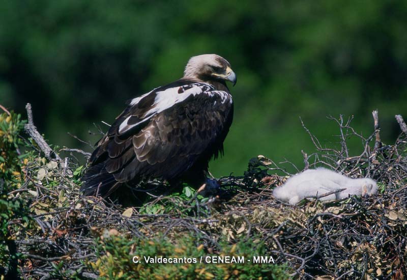 Entre las rapaces, el águila imperial ibérica (Aquila adalberti) es el emblema alado de Doñana.