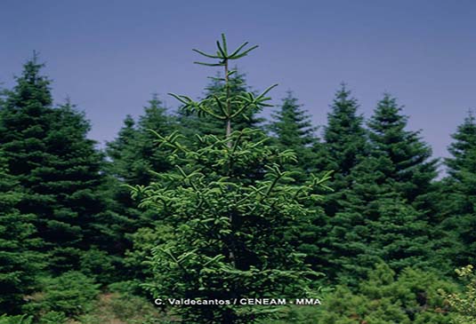 El pinsapo es una especie endémica de las montañas del extremo sur de la Península Ibérica, en las provincias de Málaga y Cádiz, y más concretamente en la Sierra de las Nieves, Sierra Bermeja y Sierra de Grazalema.