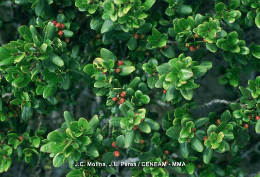 LLampudol bord (Rhamnus ludovici-salvatoris), arbusto endémico que aparece desde el nivel del mar hasta los 1.000 metros de altura, en todo el Archipiélago Balear.