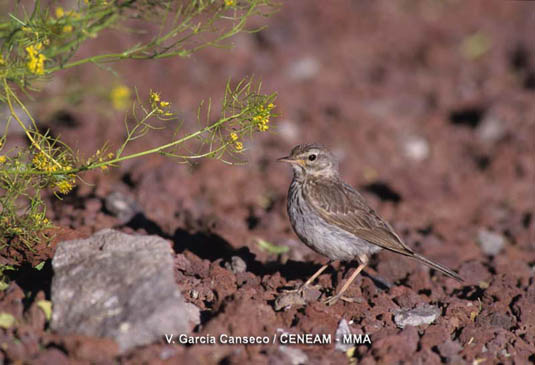 El Bisbita caminero (Anthus berthelotii) es un ave de marcados hábitos terestres, que corre y anda con viveza.