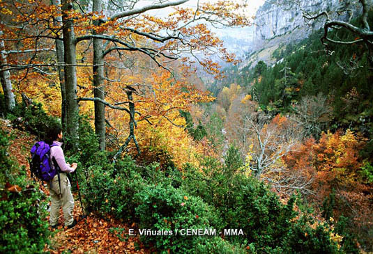 El bosque mixto es muy llamativo en otoño, cuando los tonos ocres y rojizos de las hayas (Fagus sylvatica) se mezclan con el verde oscuro de los abetos (Abies alba)