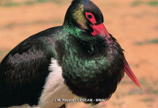 Con la llegada de la primavera, se puede ver anidando en cortados rocosos y en árboles a solitaria y esquiva cigueña negra (Ciconia nigra).