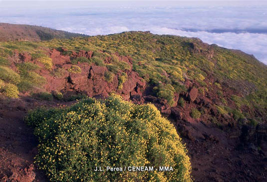 El codeso de cumbre (Adenocarpus viscosus var. spartioides) es un arbusto de alta montaña, que vive en zonas pedregosas.