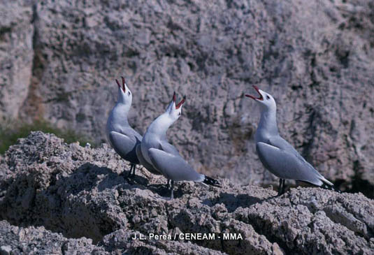 Gaviota de Audouin ( Larus audouinii). Especie de distribución mediterránea, que pasa la mayor parte de su tiempo en alta mar.