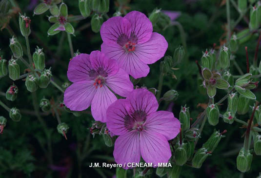 El geranio del Paular (Erodium paularense) es un endemismo del sistema central, crece en el  único enclave dentro de la Sierra de Guadarrama,  de suelos calizos.