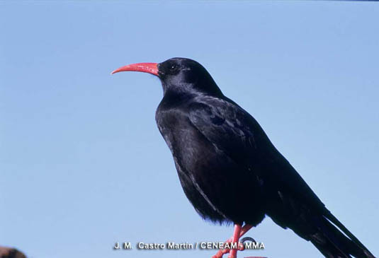 La graja o chova piquirroja (Phyrrhocorax pyrrhocorax) puede ser observada con facilidad en las zonas altas de la Caldera.