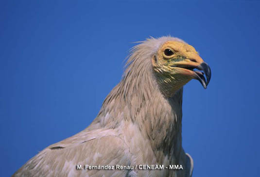 El alimoche o Guirre (Neophron percnopterus) es una rapaz escasa y amenazada. Se alimenta de carroña y desperdicios de los vertederos de las poblaciones cercanas al parque.