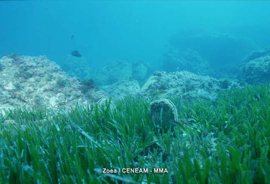 Posidonia (Posidonia oceanica). Los fondos arenosos del parque, están cubiertos de extensas praderas de Posidonia de gran importancia ecológica.