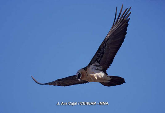 El quebrantahuesos (Gypaetus barbatus) es el ave más representativo del parque. Sus poblaciones se encuentran en peligro de extinción aunque poco a poco van recuperándose.