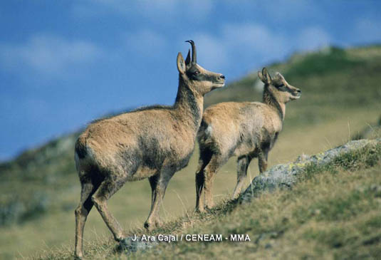 El rebeco o sarrio (Rupicapra pyrenaica) es un animal gregario que se mueve con agilidad por paredes rocosas, gracias  a que su pie esta perfectamente adaptado.