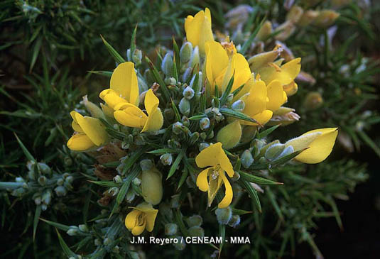 El tojo (Ulex europaeus subsp. latebracteatus) vive en la parte alta de los acantilados, alejado de las zonas de salpicadura marina. Es una especie endémica galaico-portuguesa.