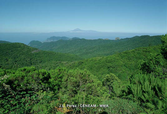 El Parque Nacional es uno de los últimos refugios para la laurisilva.Todavía podemos observar cómo eran los bosques en estas latitudes hace millones de años, pues han cambiado muy poco desde entonces.