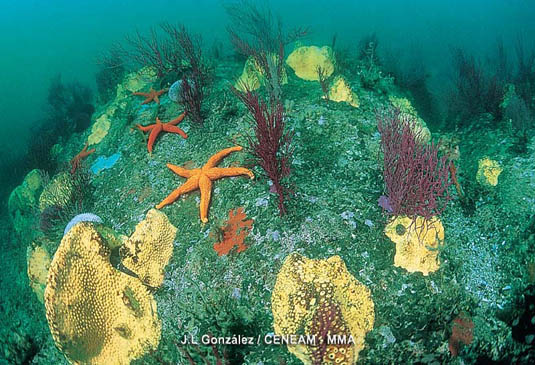 Los fondos marinos del Parque Nacional albergan una gran diversidad animal.