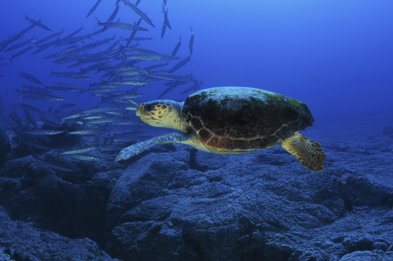 Tortuga boba. Foto Carlos Minguell, Oceana