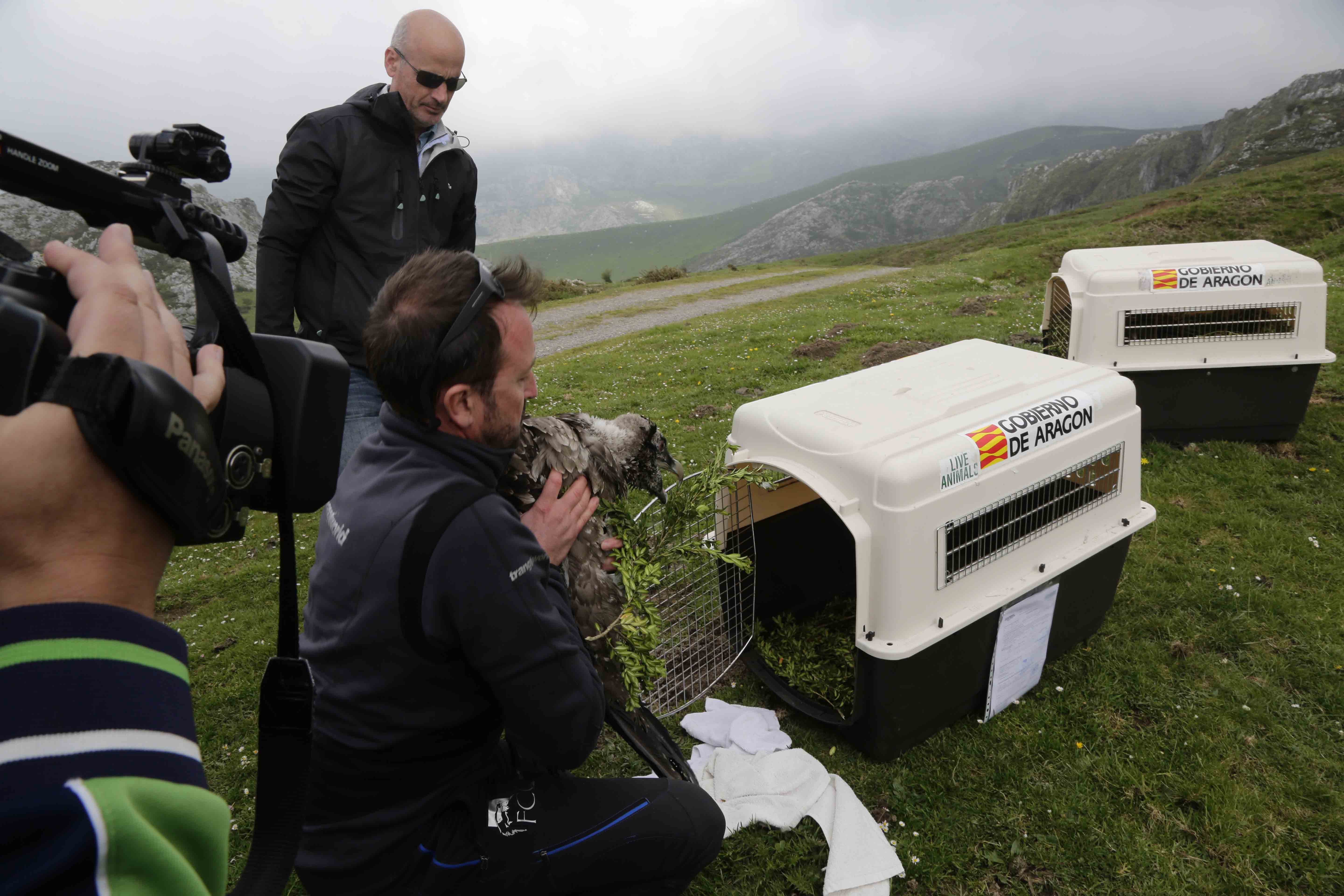 Traslado quebrantahuesos desde Ordesa a Picos de Europa. Nel acebal