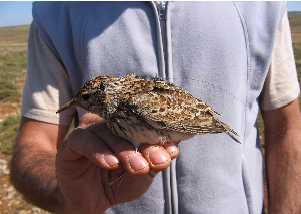 Pájaro
